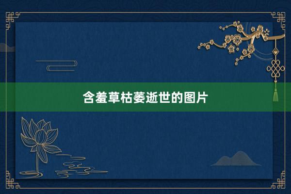 含羞草枯萎逝世的图片